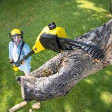 Best Lawn Disease Treatment  in Hinesville, GA