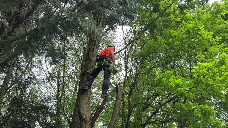 Best Hedge Trimming  in Hinesville, GA