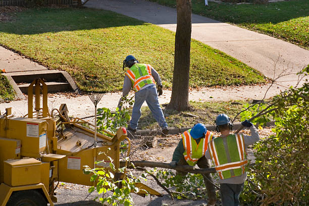 Best Palm Tree Trimming  in Hinesville, GA