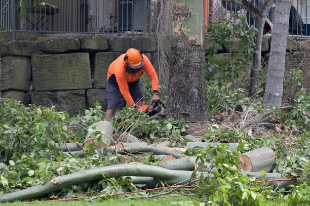 Hinesville, GA Tree Removal Company