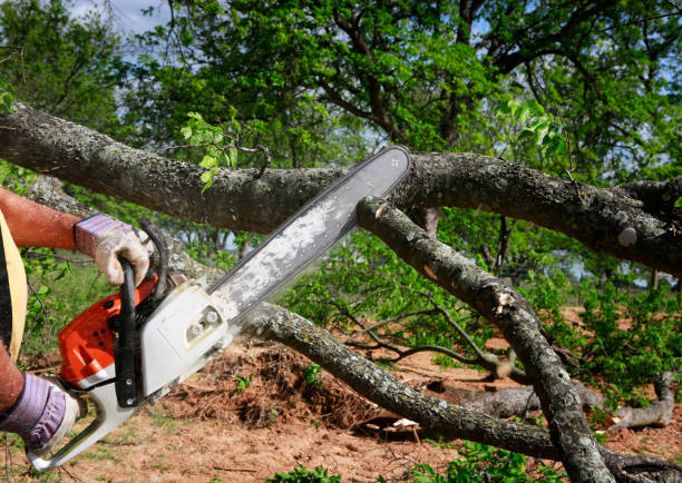 Best Weed Control  in Hinesville, GA
